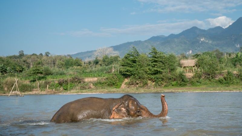 An elephant bathing in a river