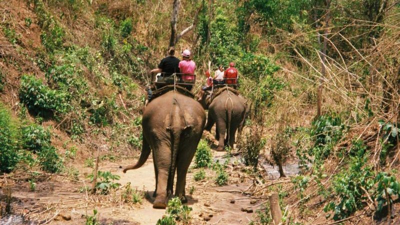People riding elephants in Thailand