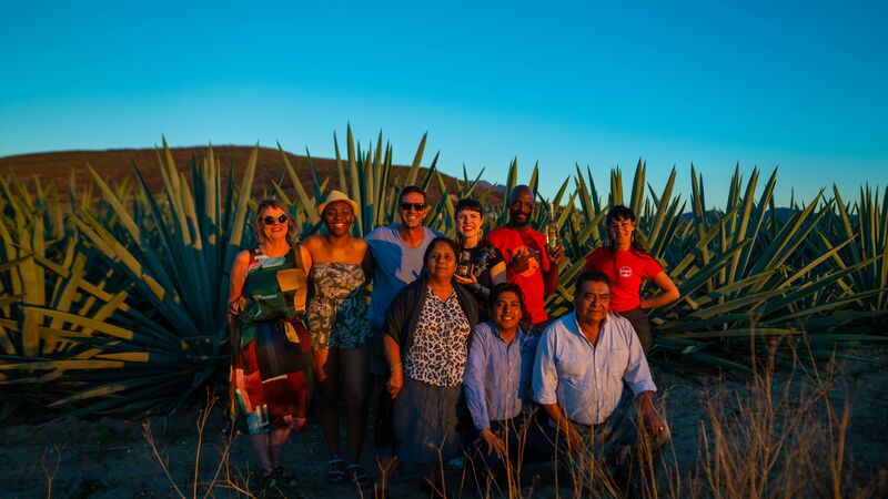 A group of travellers in a field of agave plants
