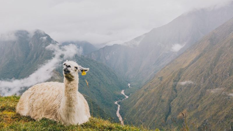 A llama sitting on a hill on the Inca Trail