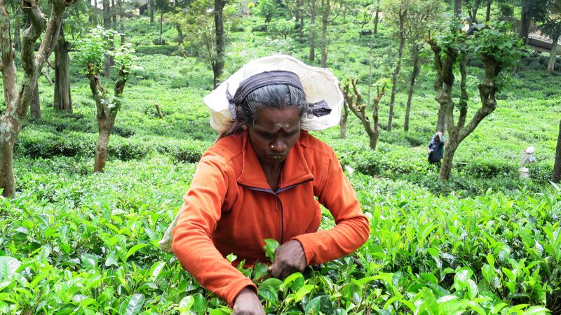 A woman picking tea in Sri Lanka