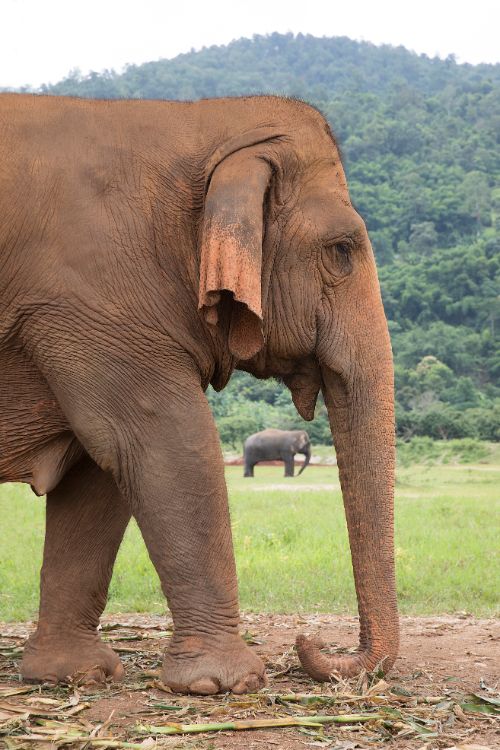 An elephant in Thailand