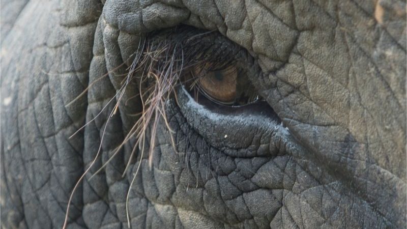 A close-up of an elephants eye