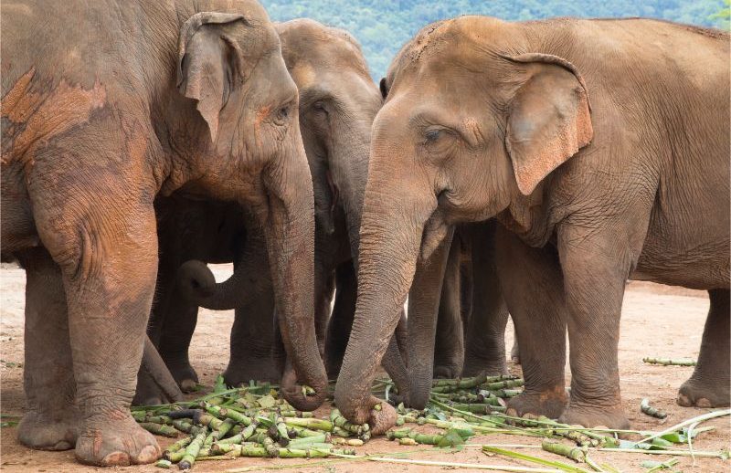 Some elephants eating lunch.