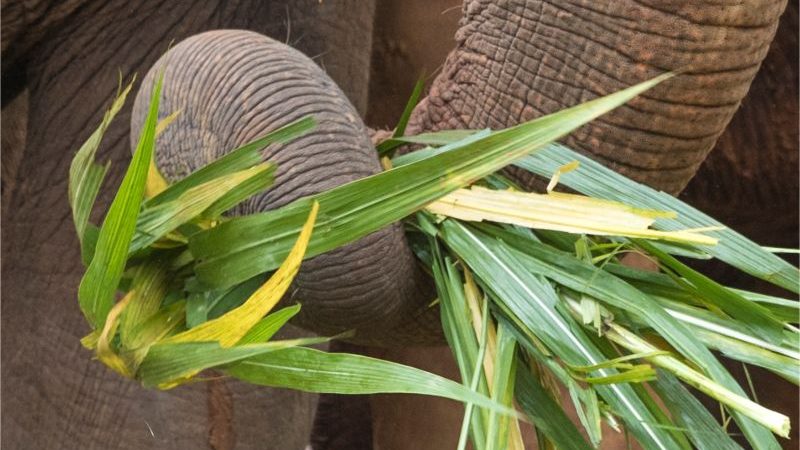 A close-up of an elephants trunk wrapped around a bunch of grass