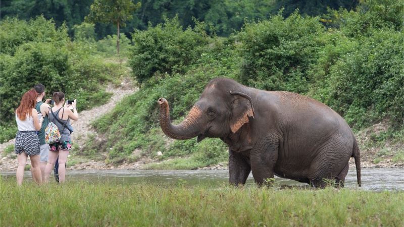 An elephant playing in the river