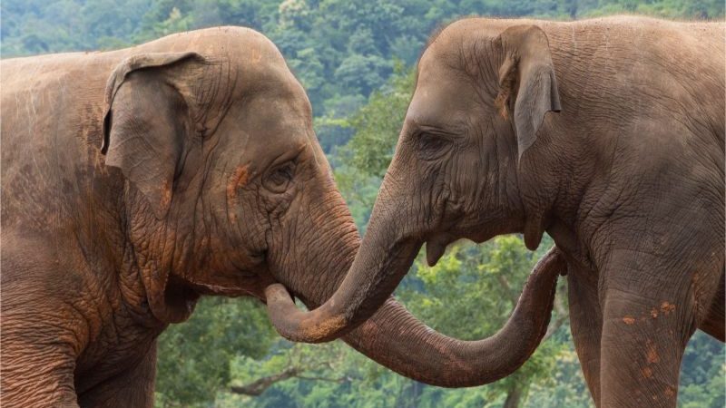 Two elephants stroking each other with their trunks