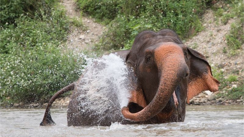 An elephant spraying itself with water in a river