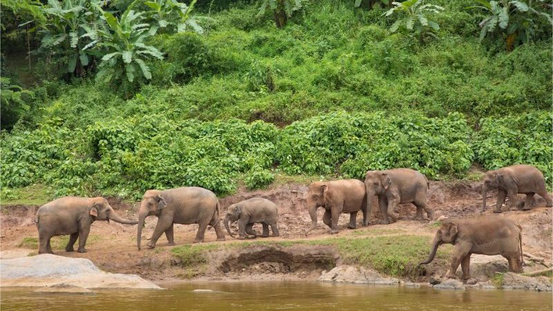 A herd of elephants on the banks of a river in Thailand