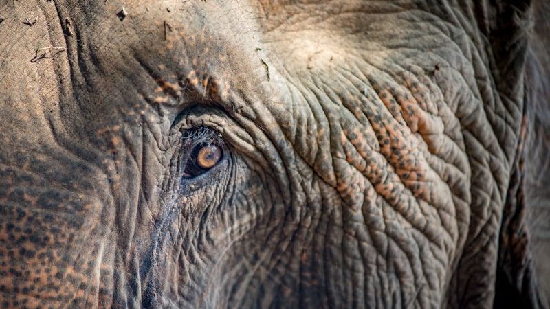 A close up of an elephants eye