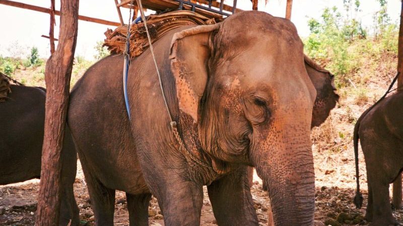 An elephant fitted with a seat for people to ride