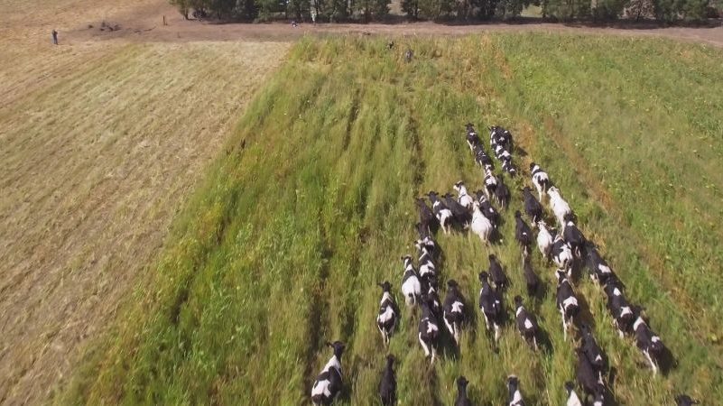 Cows running through a field