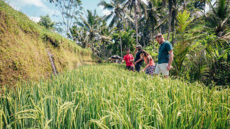 Travellers in a rice paddy in Ubud.