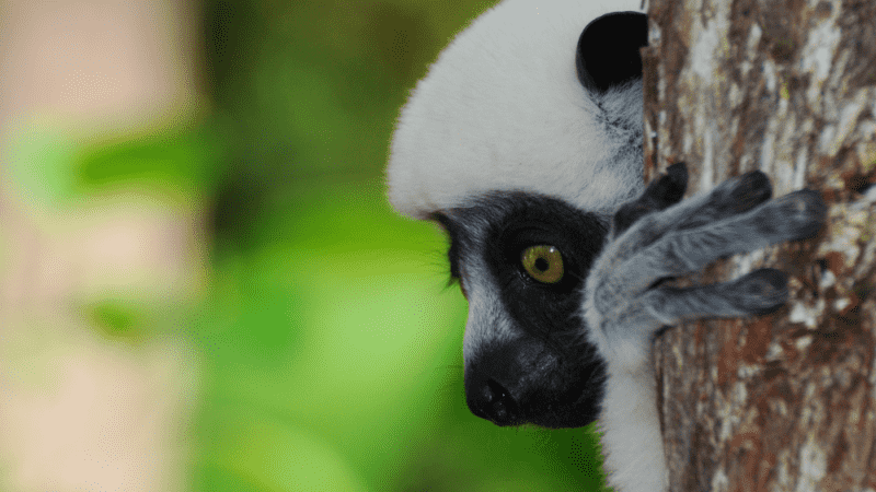 Close up of a lemur in Madagascar