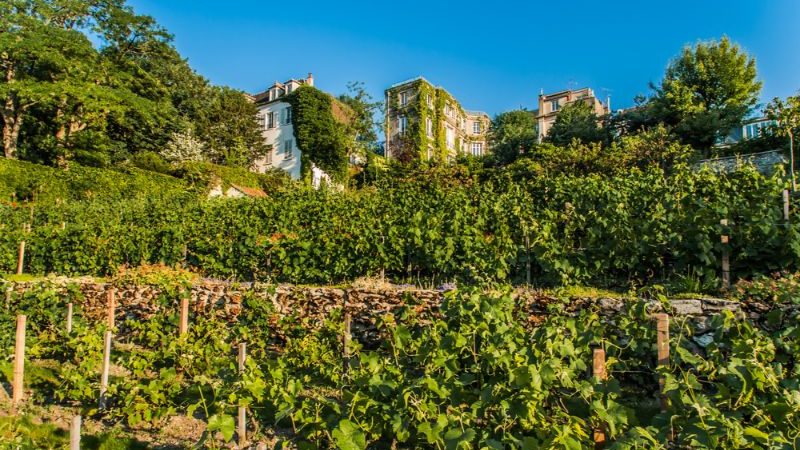 Vineyard in Paris