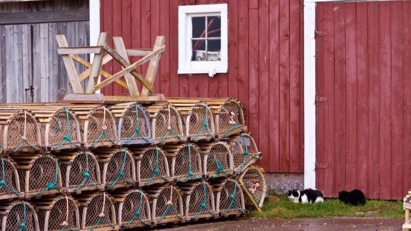 A stack of lobster traps outside a fishing shack, and two cats. 