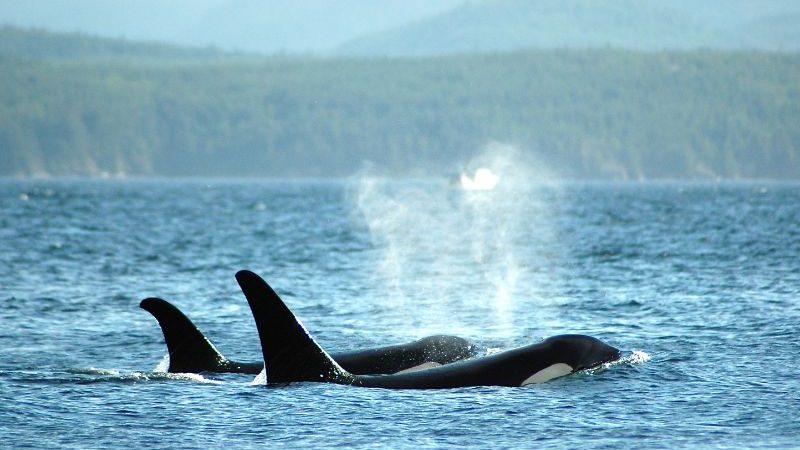 Two killer whales breaching in Canada