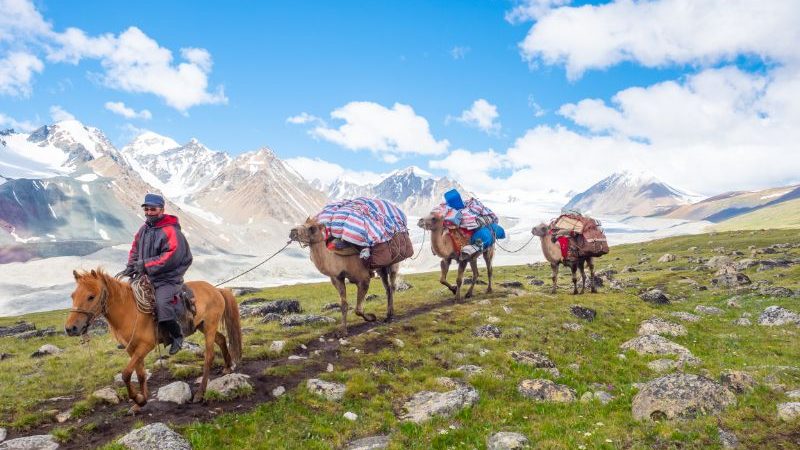 Camels in Mongolia