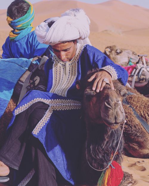 A Berber man getting a camel ready to walk across the desert.