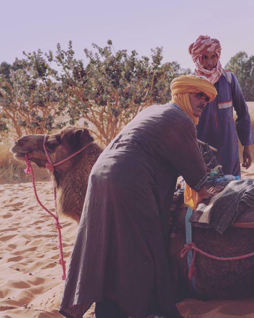 Two men putting a saddle on a camel.