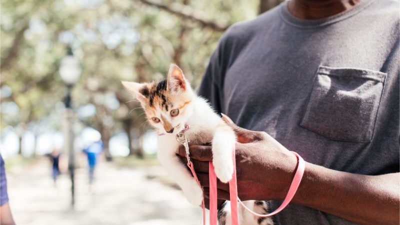 A person holding a tiny kitten