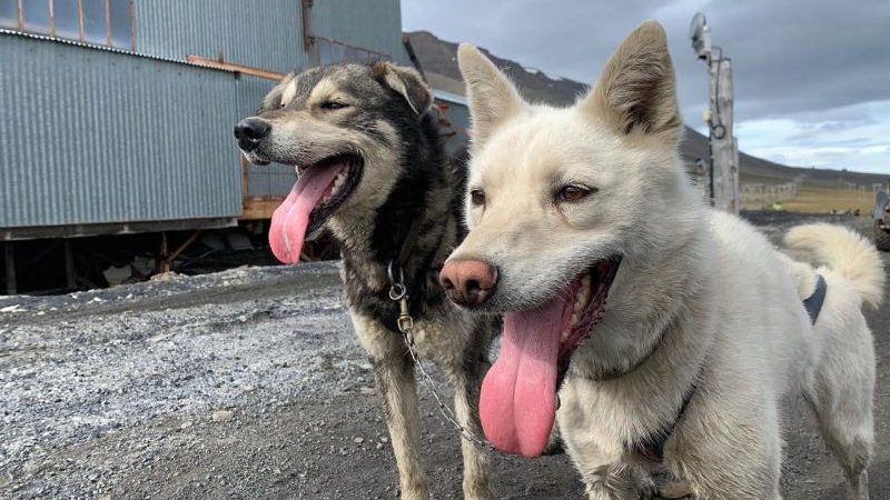 Two dogs in Longyearbyen