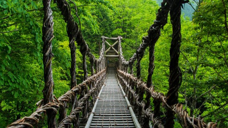 A bridge made of vines in Iya Valley