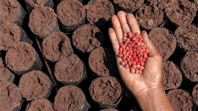 A hand holding lots of red seeds