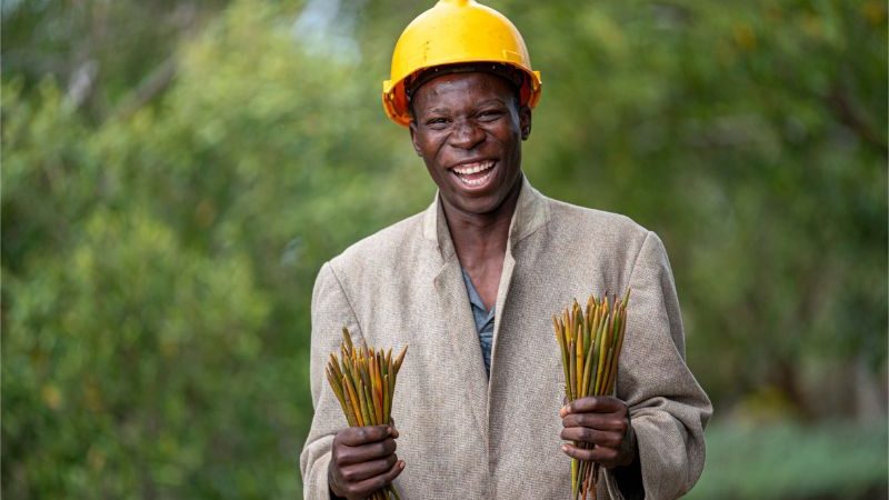 A man in a yellow helmet holding trees roots