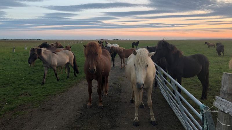 Horses in Iceland.