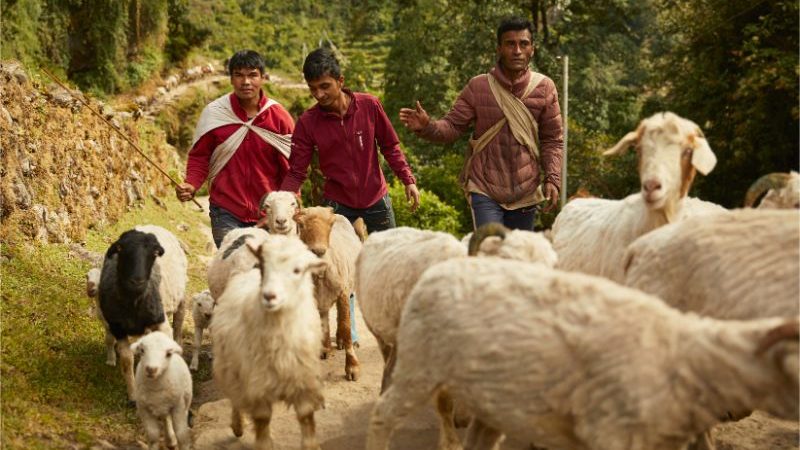 A herd of goats on a mountain trail in Nepal.