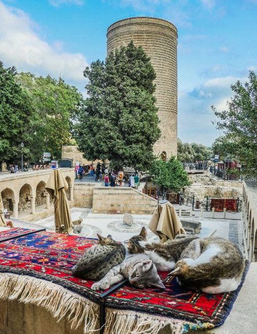 azerbaijan pet travel