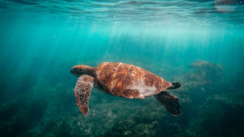 A tortoise swimming.