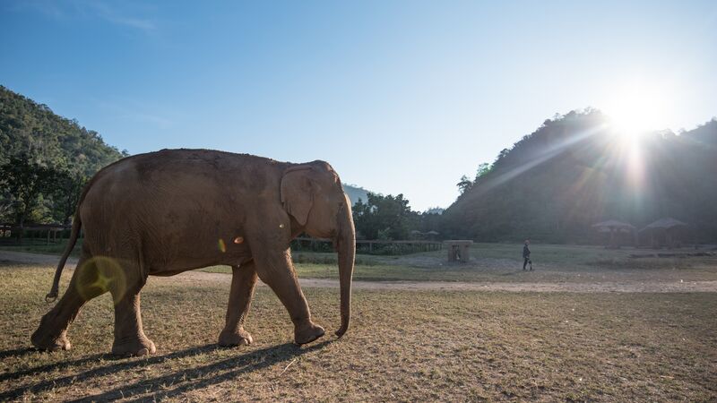 An elephant in Thailand.