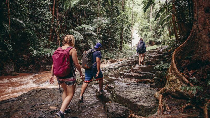 A group of travellers trekking in the jungle.