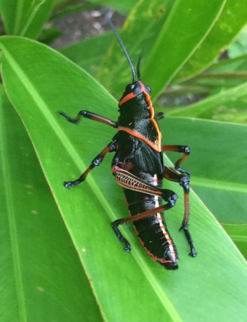 A grasshopper on a leaf