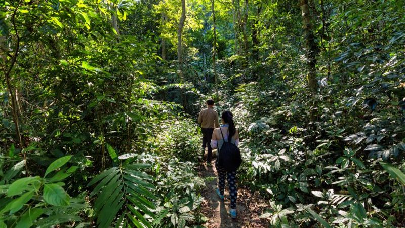 Two hikers in a jungle.