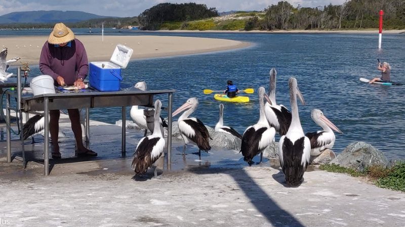 A fisherman and a flock of pelicans by the water