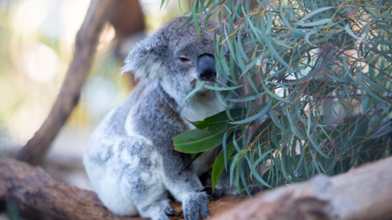 A koala eating leaves