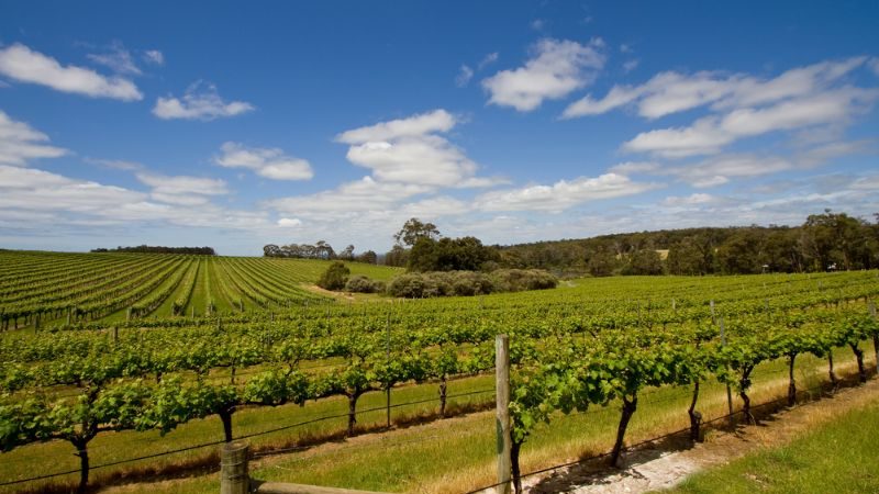 Green vineyards and a blue sky