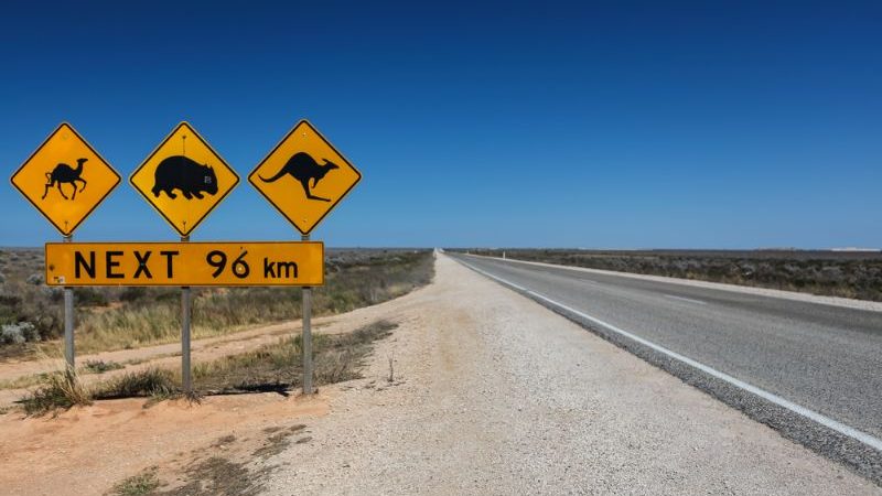 Wildlife crossing sign on the Nullarbor Plain