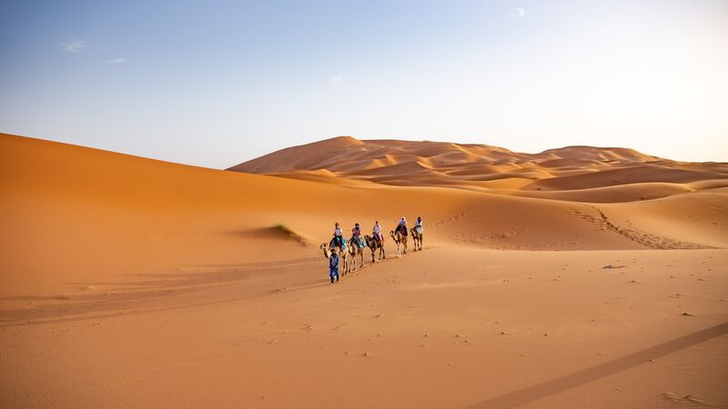 Camels in Sahara Desert