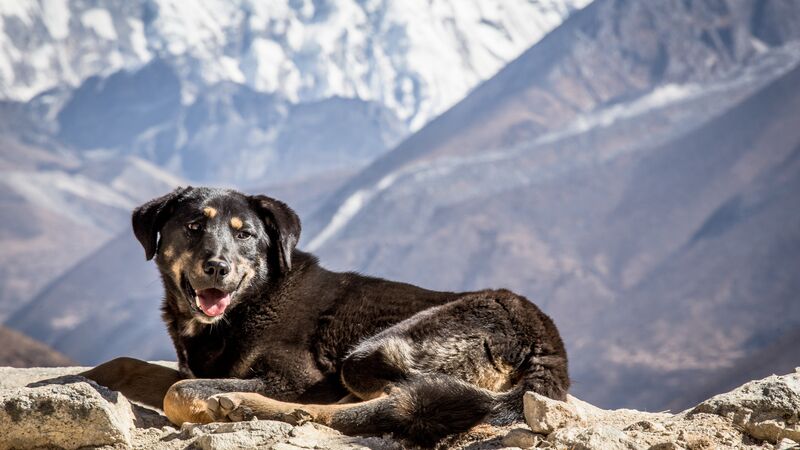 A dog in the Himalayas. 