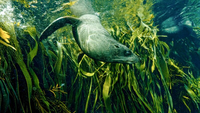 A seal swims through seaweed