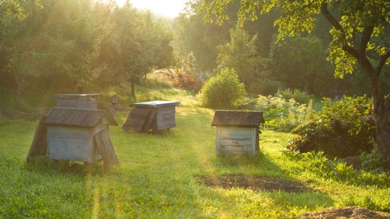 Beehives in a grassy field at sunset