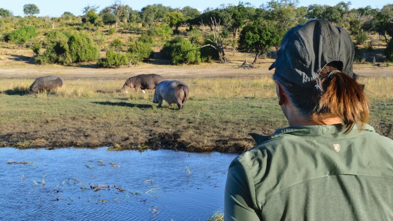 Hippos in Chobe National Park