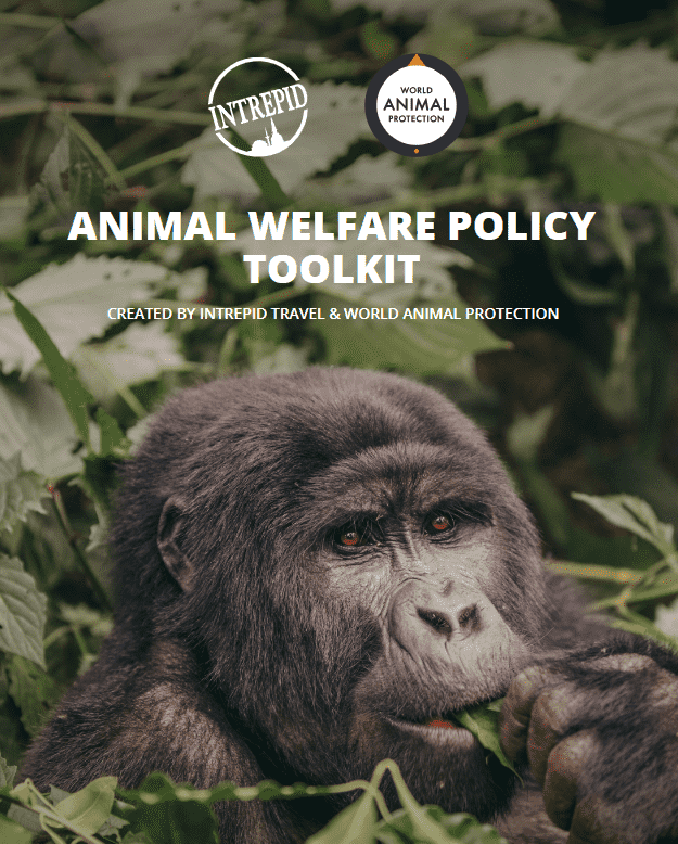 Introducing: Our Animal Welfare Policy Toolkit | Intrepid Travel Blog Introducing: Our Animal Welfare Policy Toolkit | Intrepid Travel Blog