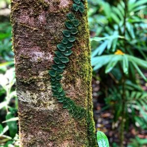 Vine on a tree in the Daintree