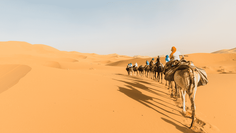camels walking in the sahara desert 