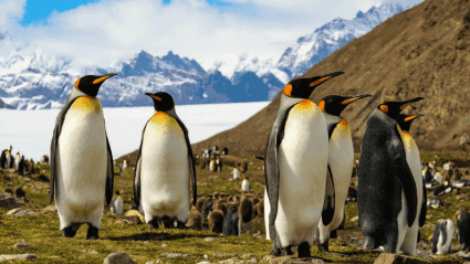 antarctica cruise travel book